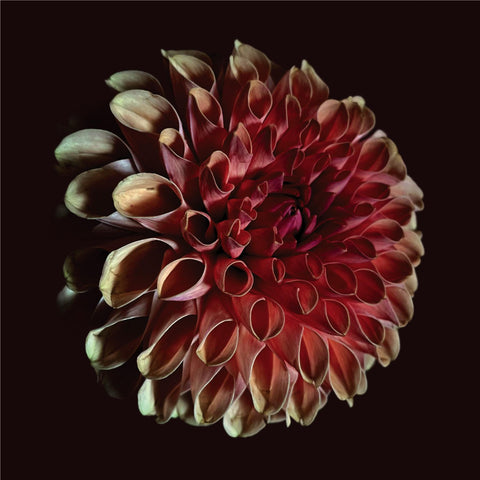 Unfolding (Vinyl)