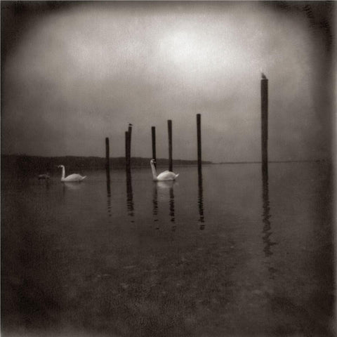 Conference of the Birds (2026 Reissue)